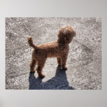 Miniature Apricot Poodle Waits for its Master posters