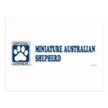 Miniature Australian Shepherd Blue Postcards