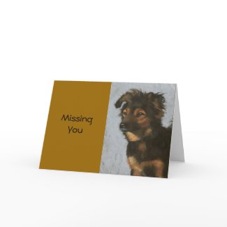 Miniature Australian Shepherd Dog: Missing You