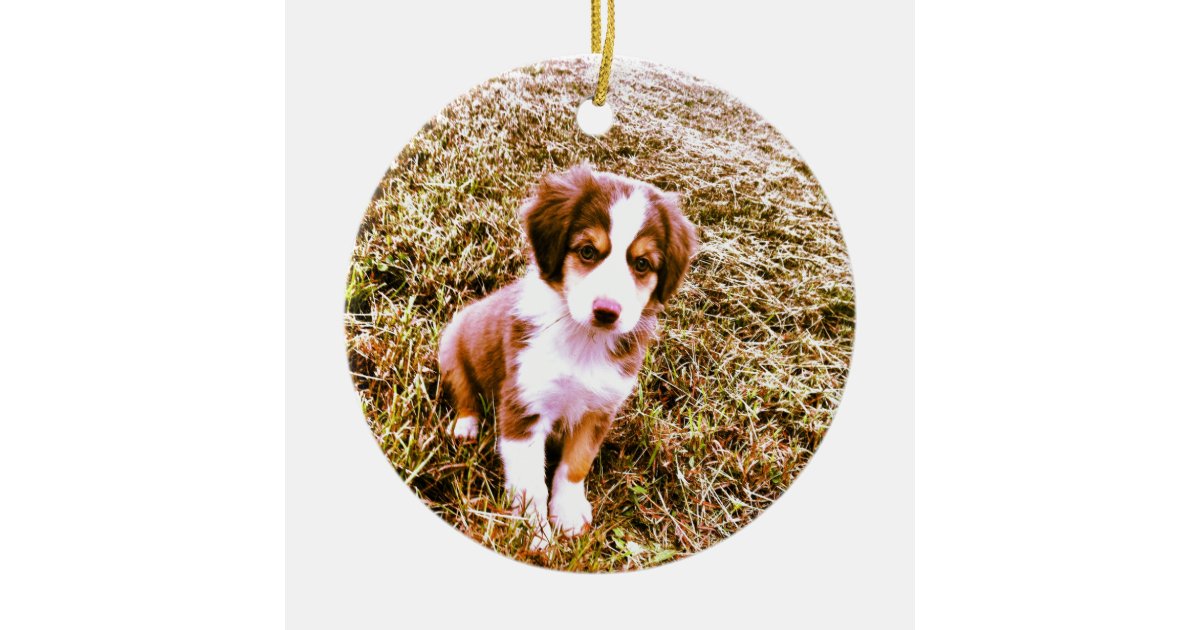 miniature australian shepherd mini aussie puppy ceramic miniature australian shepherd mini aussie puppy ceramic