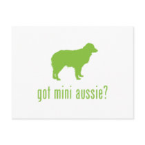 Miniature Australian Shepherd Post Card