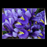 Miniature Blue Irises Blank Card