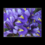 Miniature Blue Irises Postcard