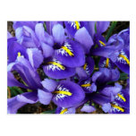 Miniature Blue Irises Postcard
