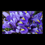 Miniature Blue Irises Print