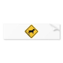 Miniature Bull Terrier Bumper Stickers