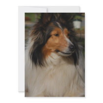 Miniature Collie Dog Invitation