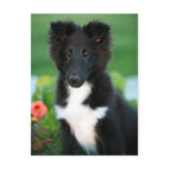 miniature collie postcards