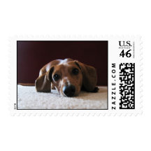 Miniature Dachshund Postage Stamps