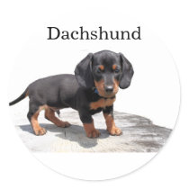Miniature Dachshund stickers by sharpcreations Miniature Dachshund stickers