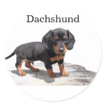 Miniature Dachshund Stickers