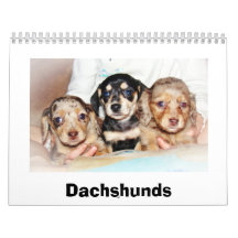 Miniature Dachshuns Wall Calendars