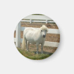 Miniature Horse small magnet