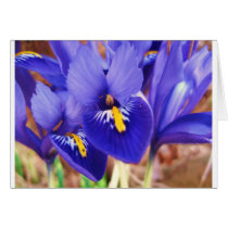 Miniature Irises cards
