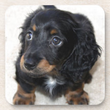Miniature Long Haired Dashund Drink Coasters