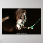 Miniature Mare in morning light posters