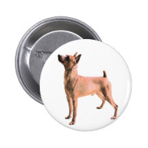 Miniature Pinscher