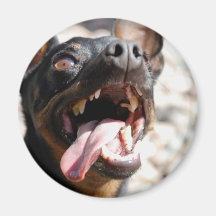 Miniature Pinscher Magnet