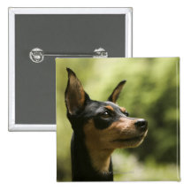 Miniature Pinscher (Min-Pin) 2
