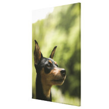 Miniature Pinscher (Min-Pin) Gallery Wrapped Canvas