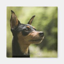 Miniature Pinscher (Min-Pin) Fridge Magnets