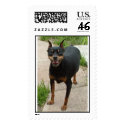 miniature pinscher postage by bonnie96 miniature pinscher postage