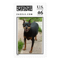 miniature pinscher postage by bonnie96 miniature pinscher postage