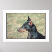 Miniature Pinscher Poster