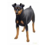 Miniature Pinscher Print
