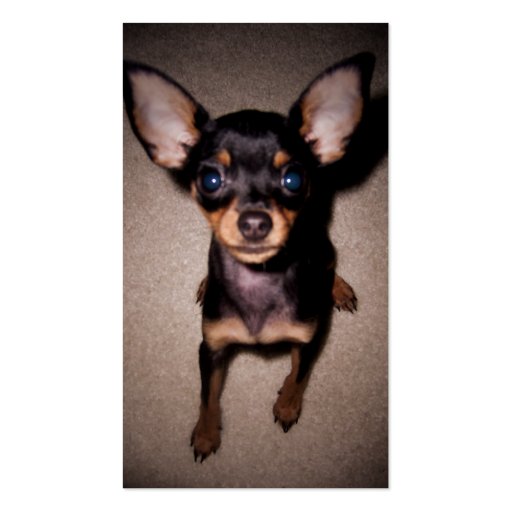 miniature pinscher pup business card template (front side)