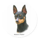 Miniature Pinscher stickers by TraffordPhotos Miniature Pinscher stickers