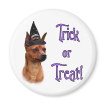 Miniature Pinscher Trick magnets