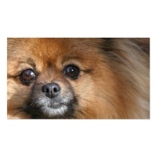 Miniature Pomeranian Dog Business Card (back side)