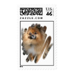 Miniature Pomeranian Postage Stamp
