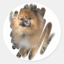 Miniature Pomeranian Sticker