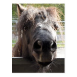 Miniature Pony Peering Over Fence Postcard postcards