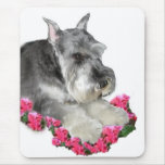 Miniature Schnauzer Art Gifts Mouse Mats
