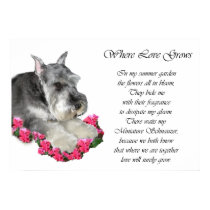 Miniature Schnauzer Art Gifts Prints