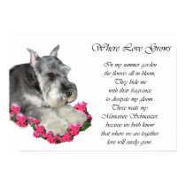 Miniature Schnauzer Art Print