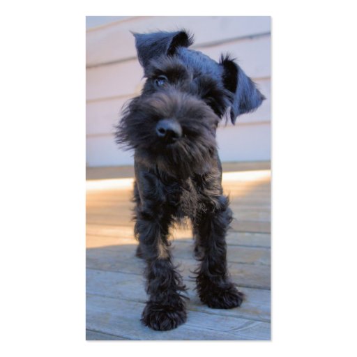 Miniature Schnauzer Business Card - #3