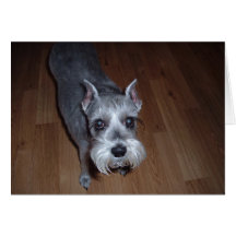 miniature schnauzer card