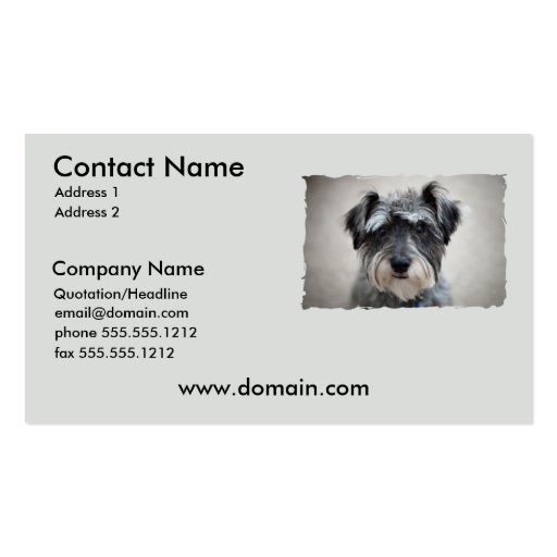Miniature Schnauzer Dog Business Card (front side)