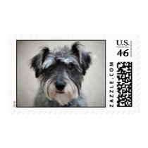 Miniature Schnauzer Dog Postage Stamp