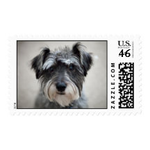 Miniature Schnauzer Dog Postage Stamp