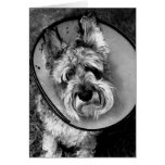 Miniature Schnauzer Get Well Soon Card
