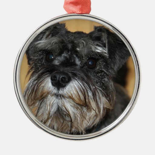 miniature schnauzer metal ornament zazzle miniature schnauzer metal ornament zazzle