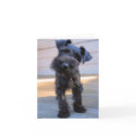 Miniature Schnauzer Note Card #1 - blank by karykid Miniature Schnauzer Note Card #1 - blank