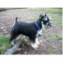 Miniature Schnauzer Ornament photo sculptures by LuraDee Miniature Schnauzer Ornament photo sculptures