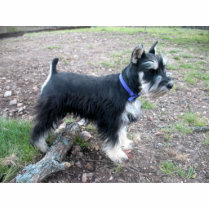 Miniature Schnauzer Ornament photo sculptures by LuraDee Miniature Schnauzer Ornament photo sculptures