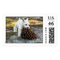 miniature schnauzer postage by ImprovingAmerica miniature schnauzer postage